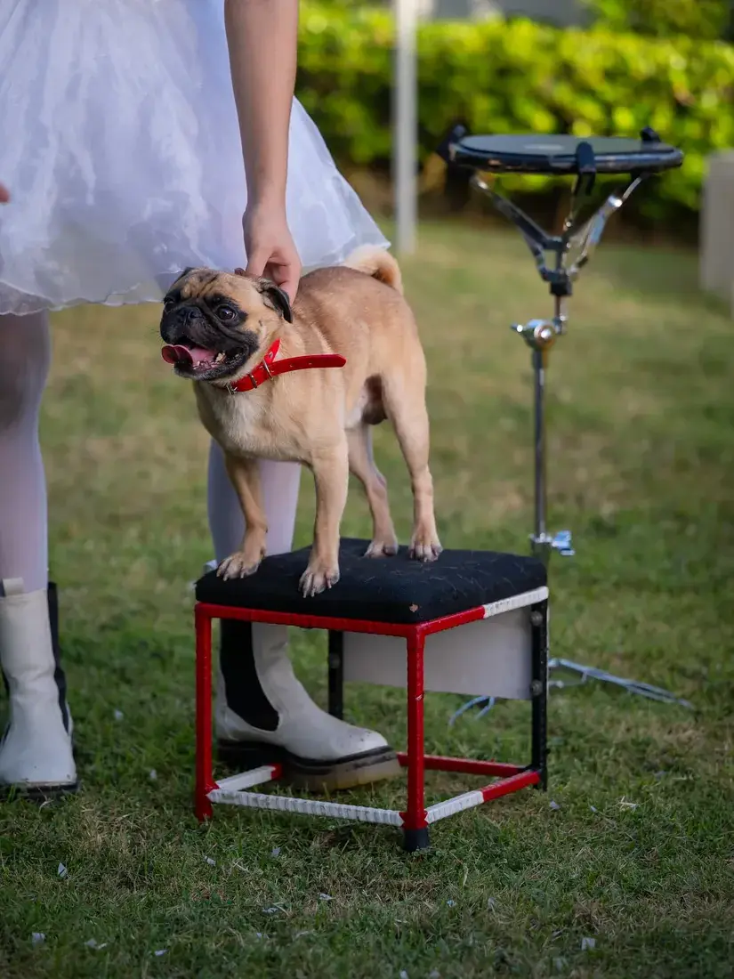 Perrito del show en su banco